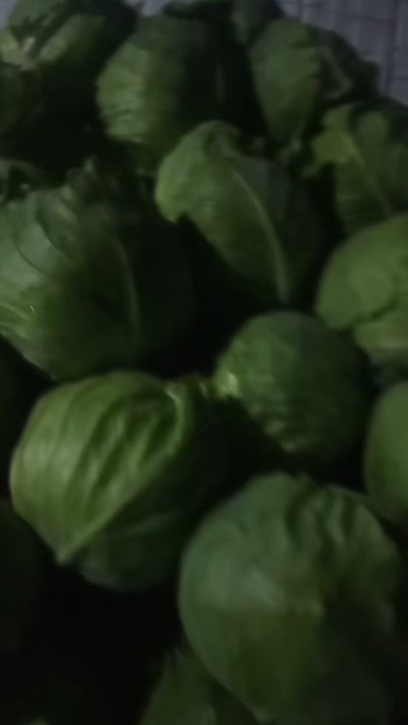 山东聊城大棚绿甘蓝大量上市中，个头匀，