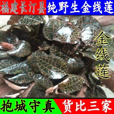 野生金线莲