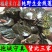 野生金线莲