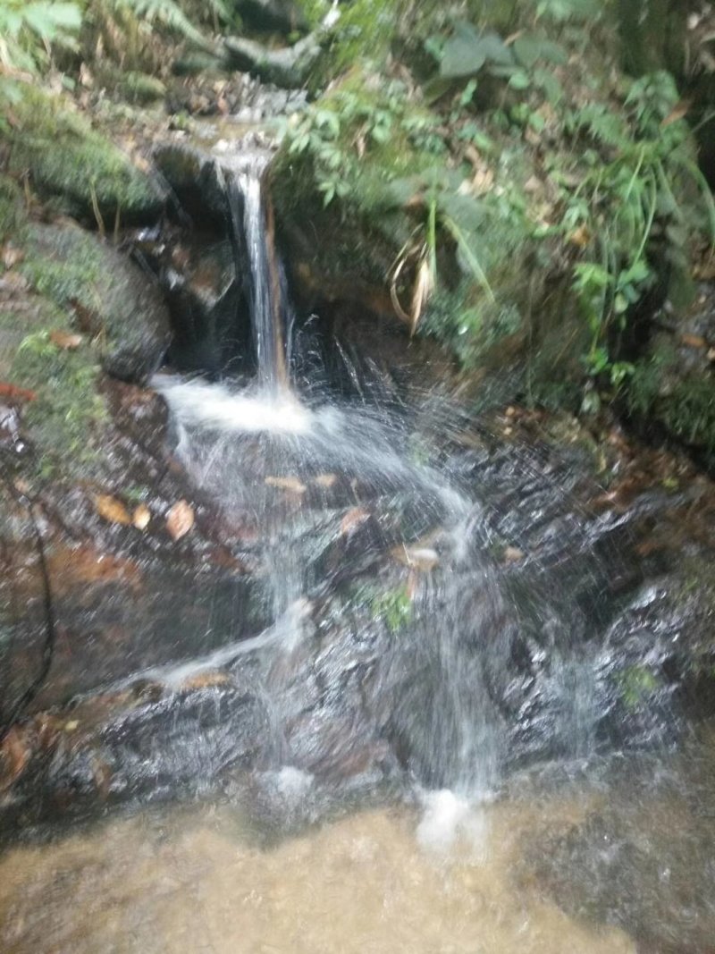 野生金线莲