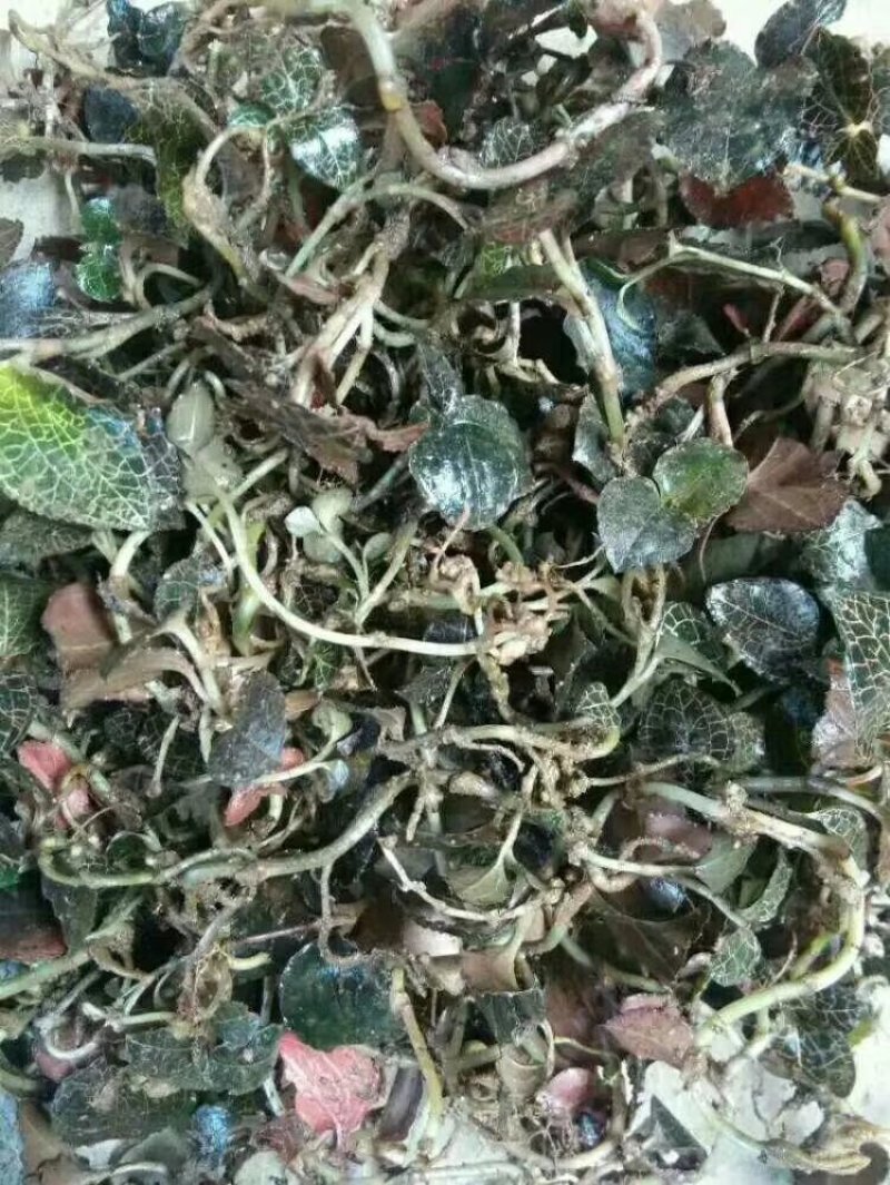野生金线莲