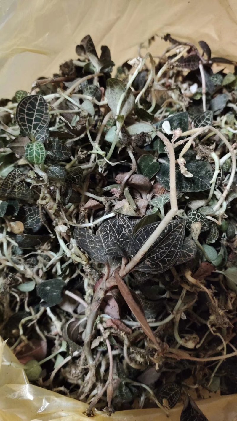 野生金线莲
