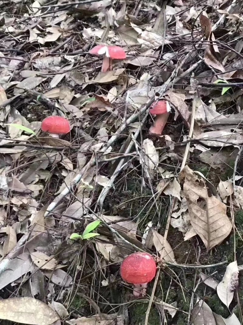 福建红菇