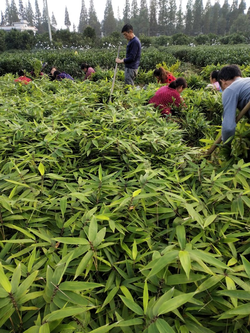 优质楠竹苗眉县基地直供，货源保证自种自销眉县楠竹苗