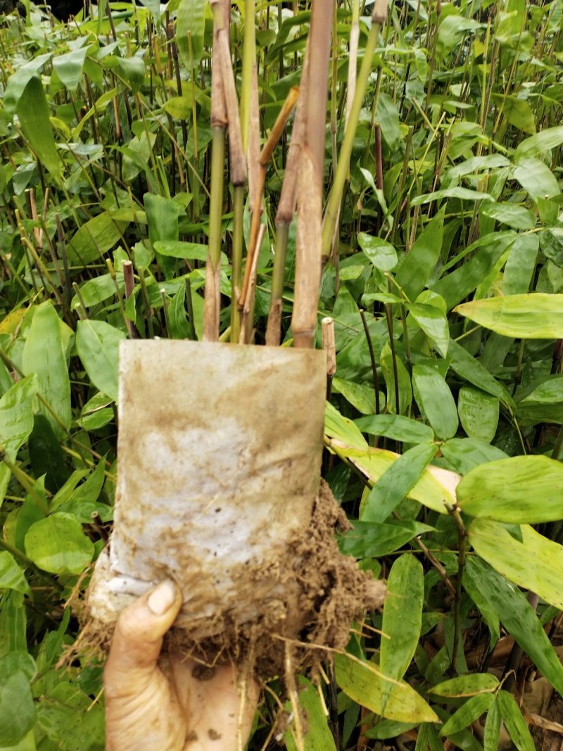 优质楠竹苗眉县基地直供，货源保证自种自销眉县楠竹苗