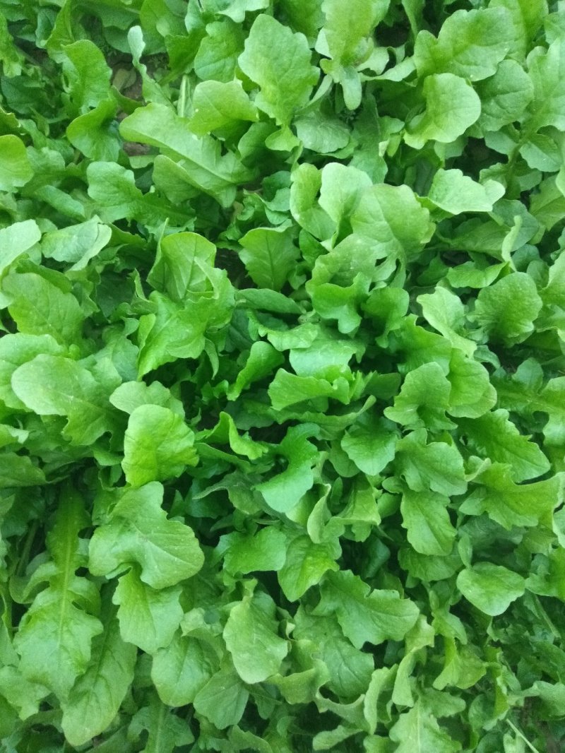 荠菜