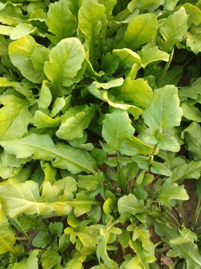 荠菜