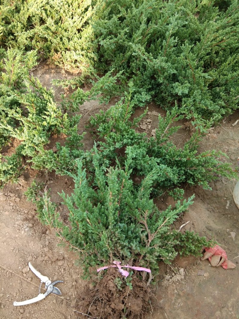 苏北苗木基地铺地柏爬地柏常年批发包成活