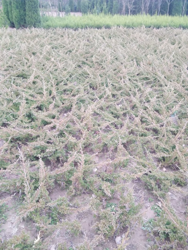 苏北苗木基地铺地柏爬地柏常年批发包成活
