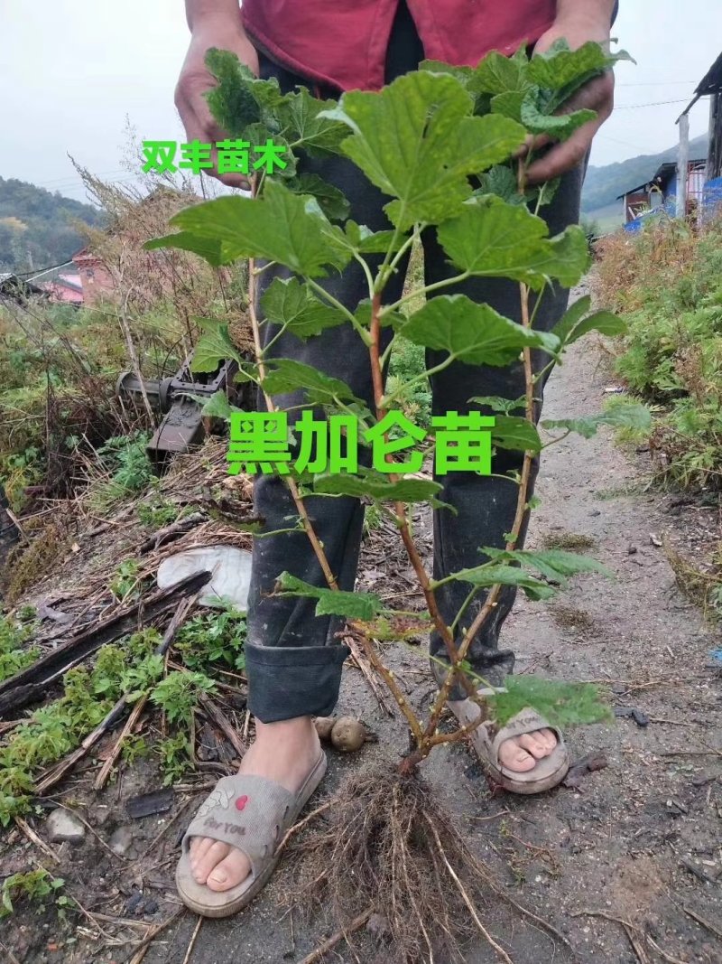 带叉黑加仑苗吉林基地直发。价格便宜。一手货源。诚信交易。