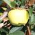 维纳斯黄金苹果苗，成活率高，技术指导，保品种，可签合同