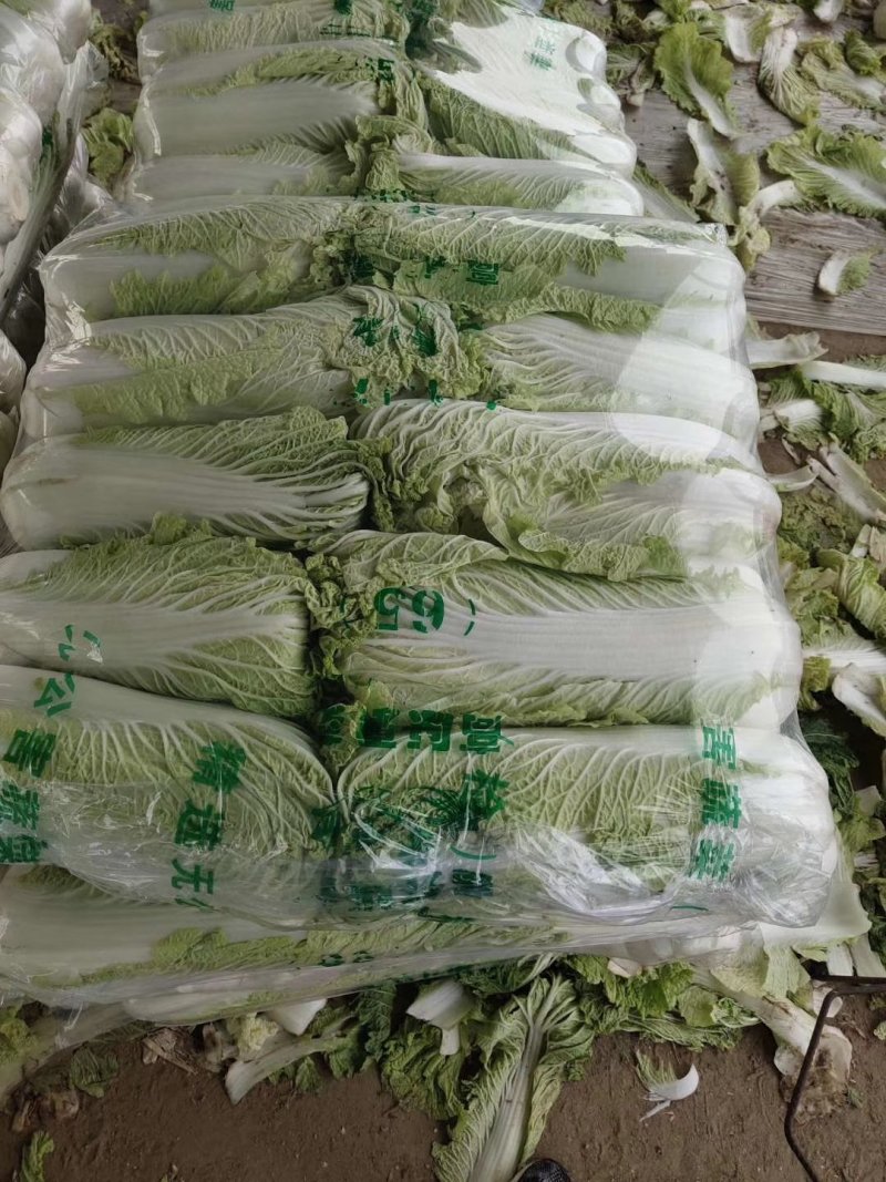 山东滕州大白菜北京新三号！黄心大白菜大量供应！