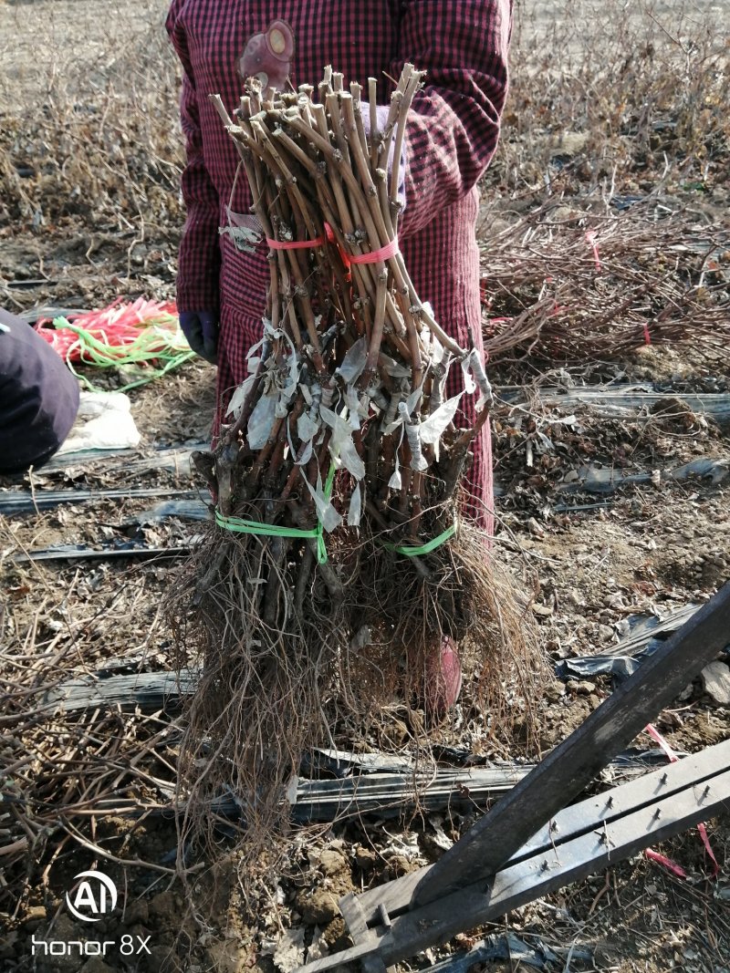 【深红无籽葡萄苗基地直发保证纯度成活率