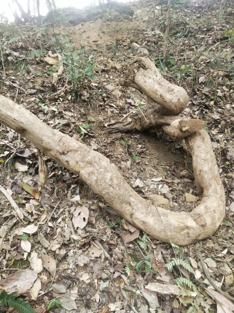 葛根