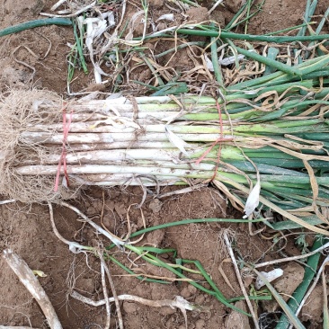 长白大葱大量上市货源充足保证质量实地考察