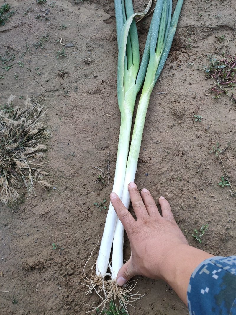 长白大葱大量上市货源充足保证质量实地考察