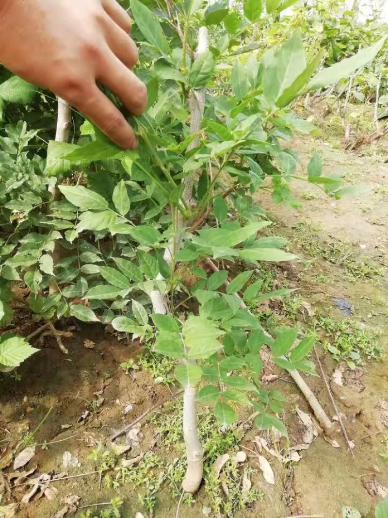 多花紫藤树苗藤本花卉攀爬庭院爬藤植物盆景老桩紫藤萝紫腾滕