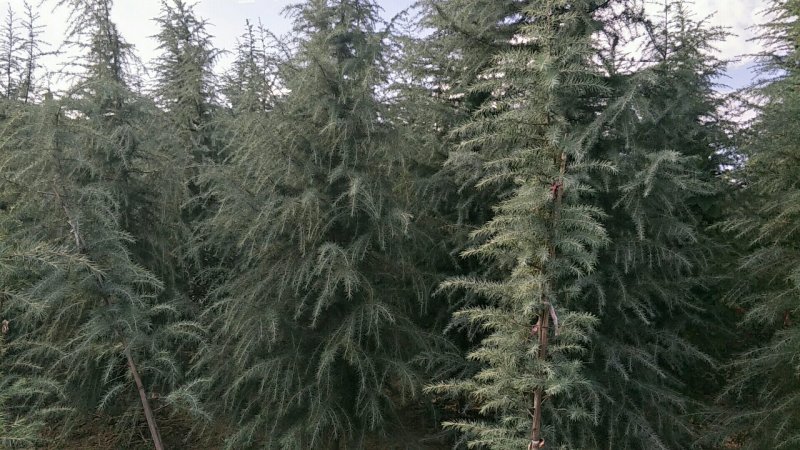 【精品推荐】雪松河南雪松鑫缘绿化苗圃全部货品包上车