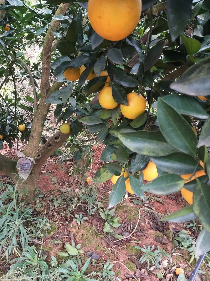 东江湖冰糖橙