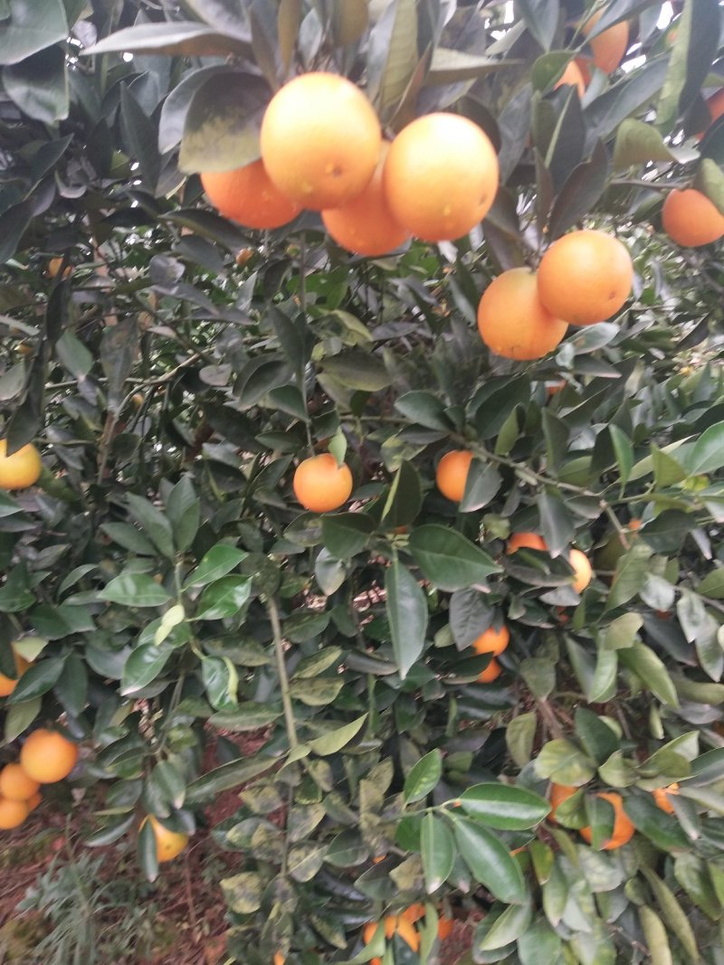 东江湖冰糖橙