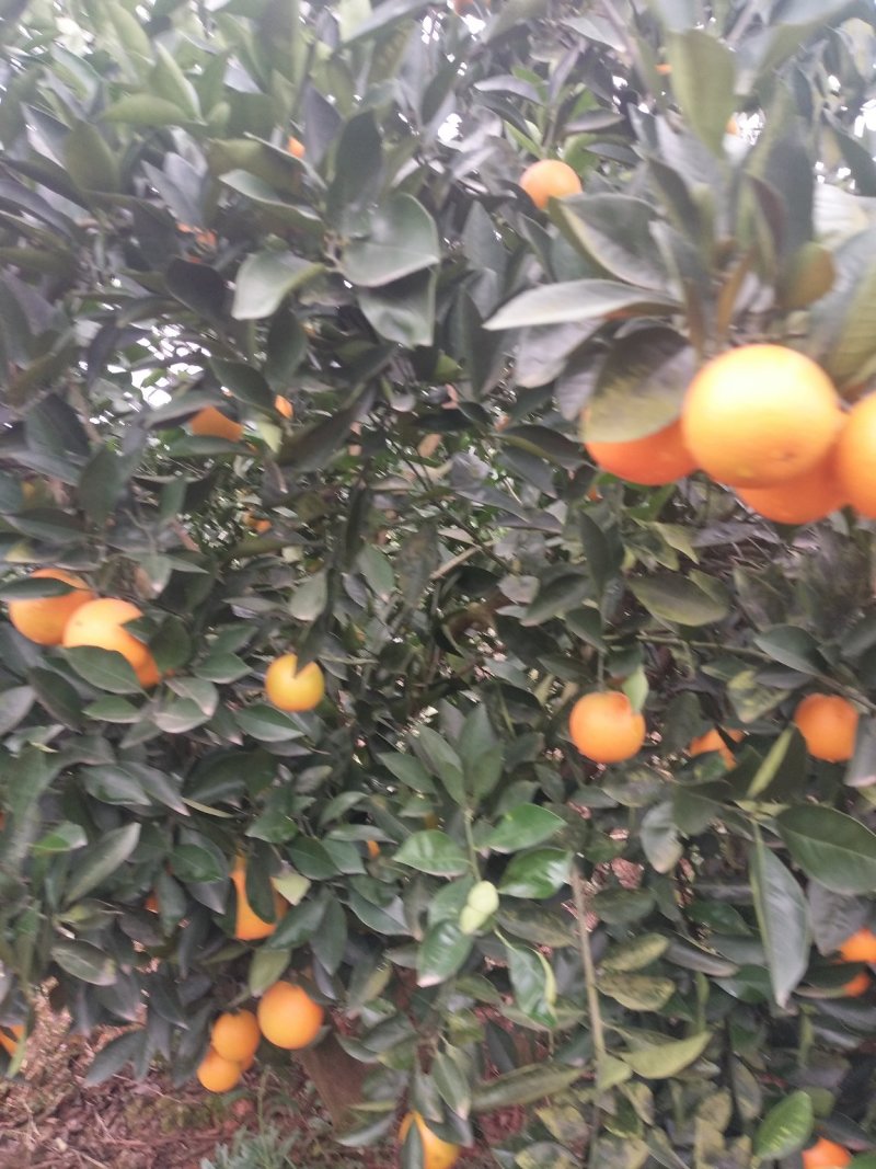 东江湖冰糖橙