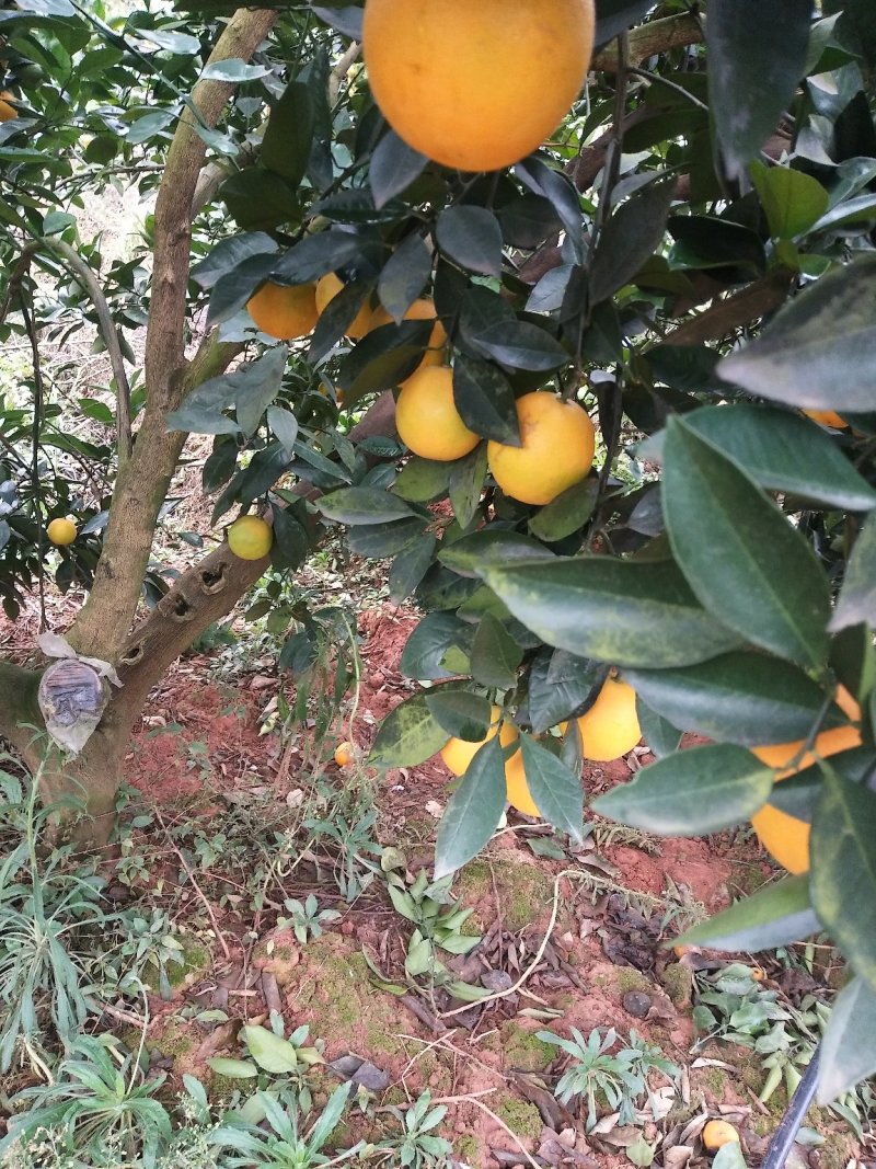 东江湖冰糖橙