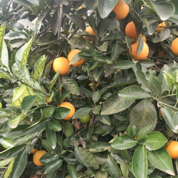东江湖冰糖橙