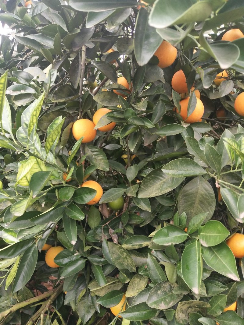 东江湖冰糖橙