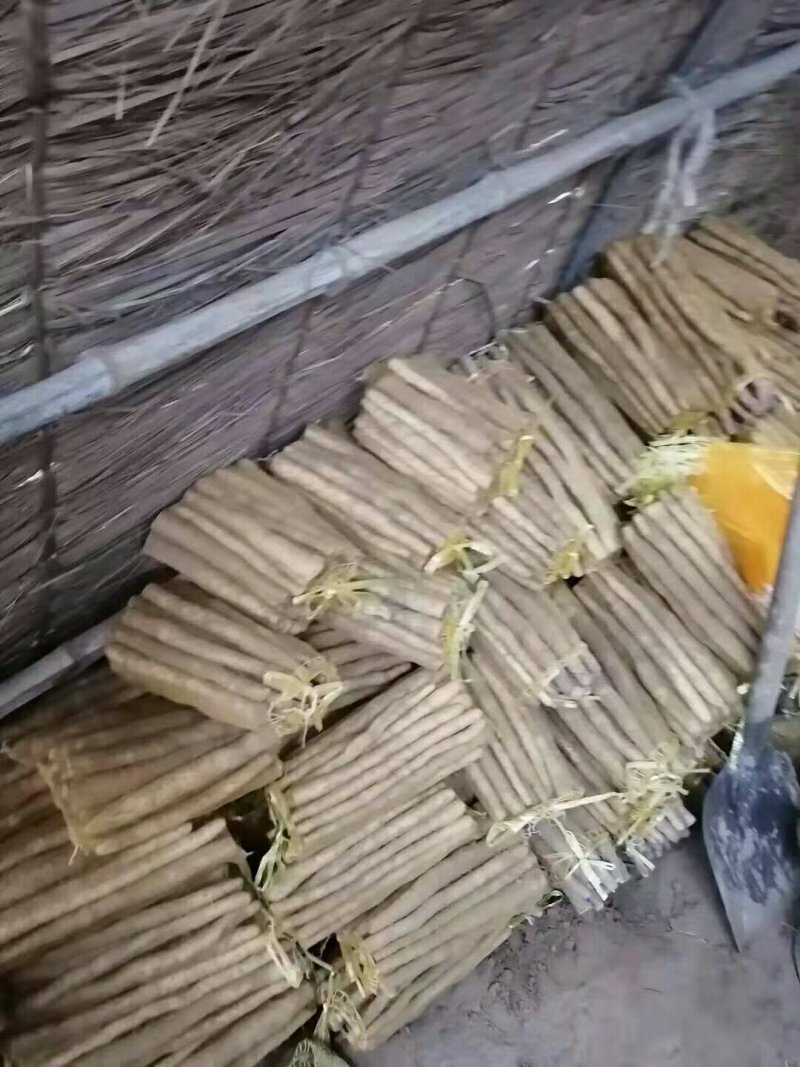 编号陌99沙土小白嘴白山药基地供应，欢迎各位大佬实地考察