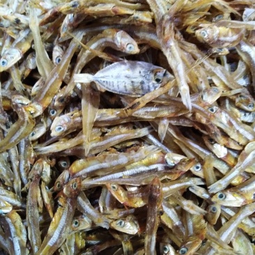 深海小鱼干