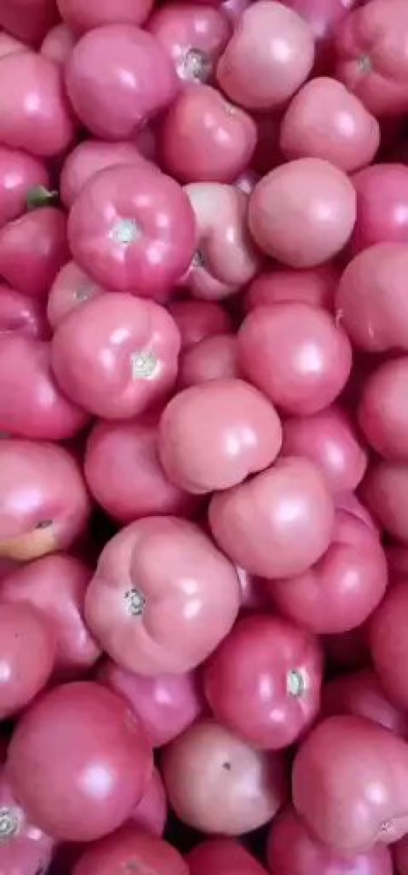 精品西红柿