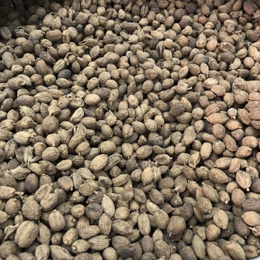 砂仁越南砂仁香砂壳砂仁香料