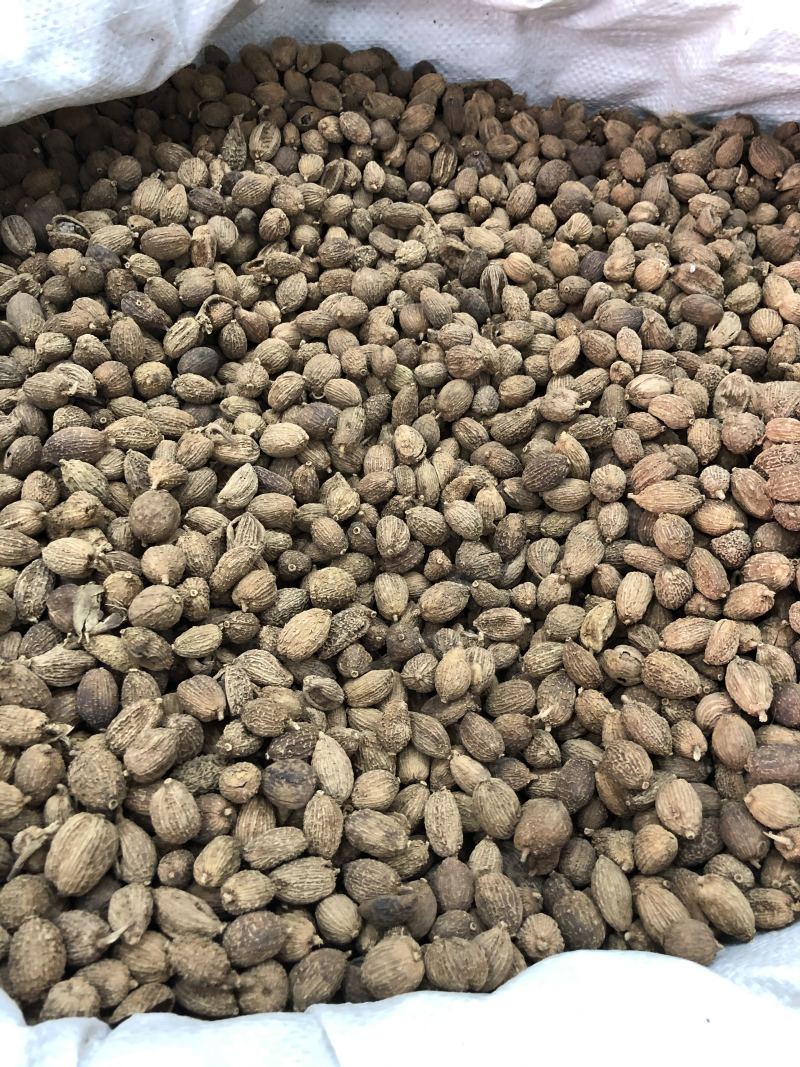 砂仁越南砂仁香砂壳砂仁香料