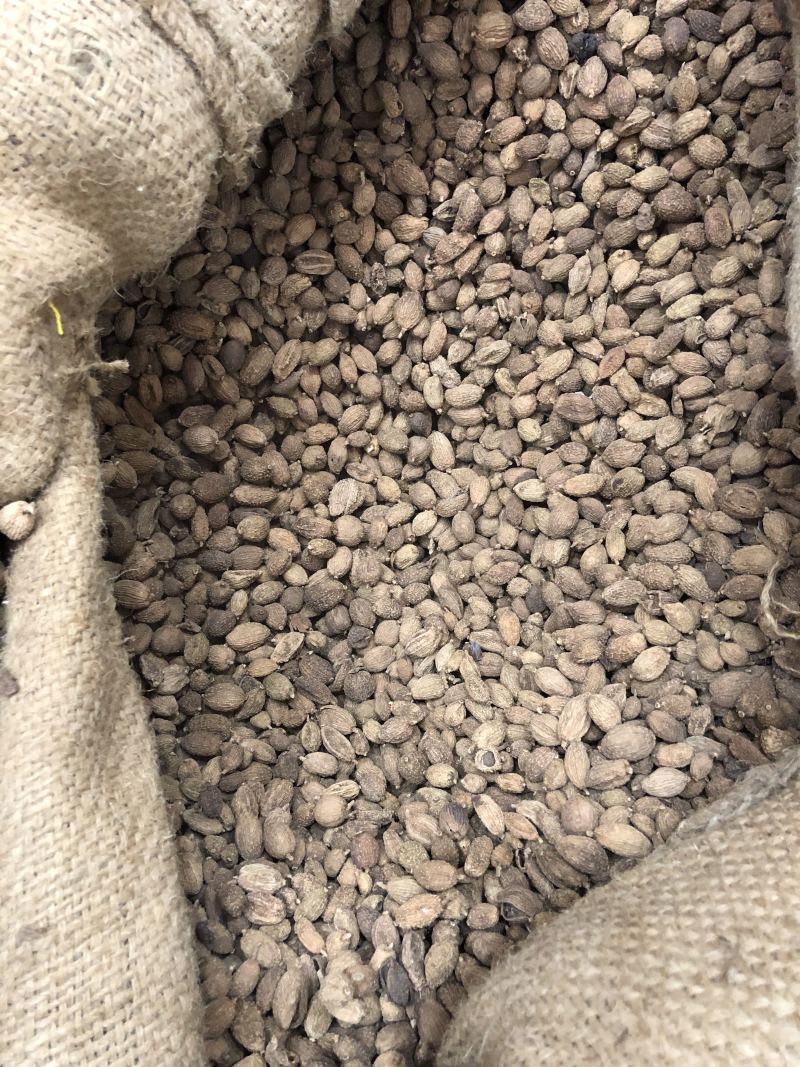 砂仁越南砂仁香砂壳砂仁香料