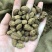砂仁越南砂仁香砂壳砂仁香料