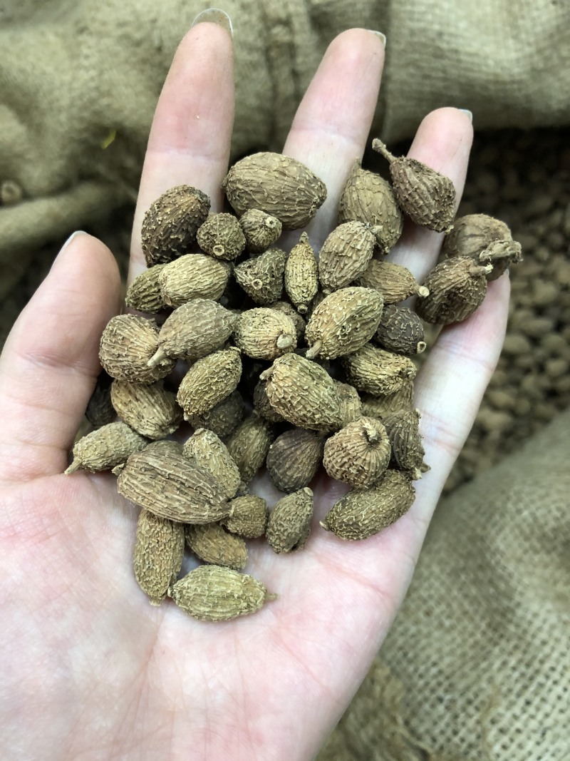 砂仁越南砂仁香砂壳砂仁香料