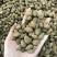 砂仁越南砂仁香砂壳砂仁香料
