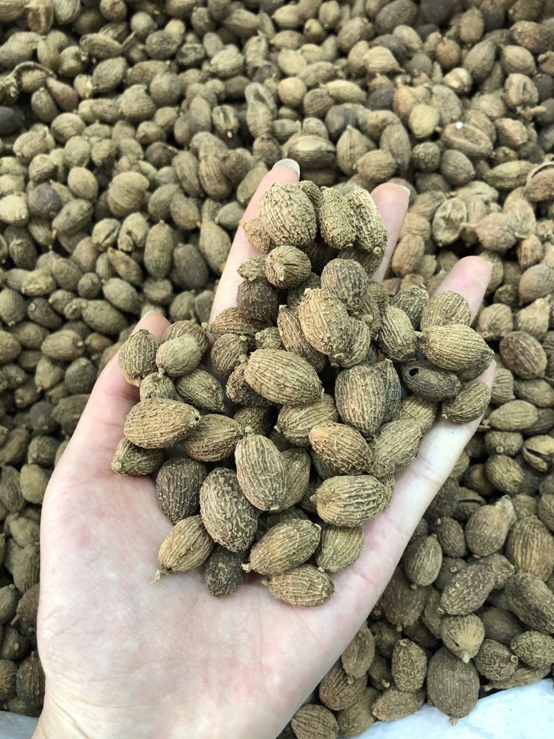 砂仁越南砂仁香砂壳砂仁香料