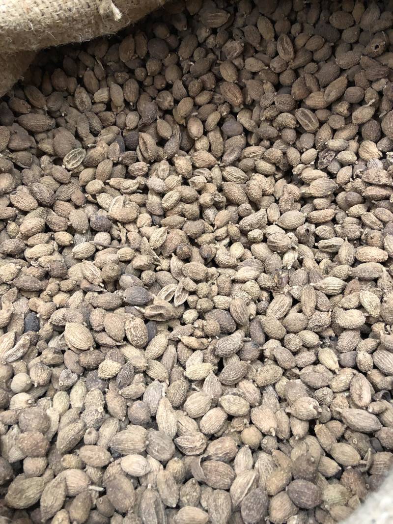 砂仁越南砂仁香砂壳砂仁香料