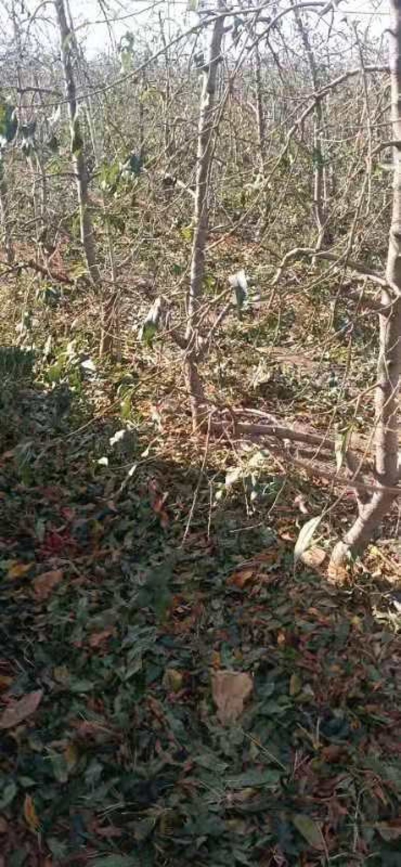 占地桃树1--10公分量大特优临沂徐州货源开心型主干型3