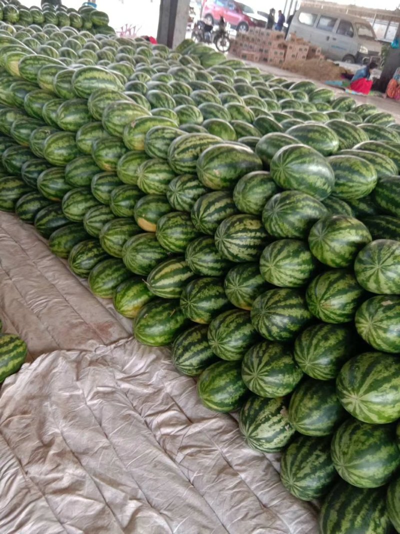 缅甸精品西瓜，郑州市内免费送货