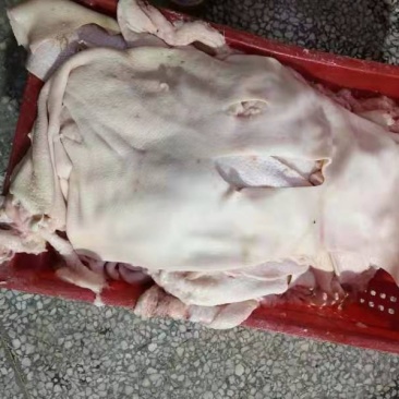 国产袋装母猪大皮有货