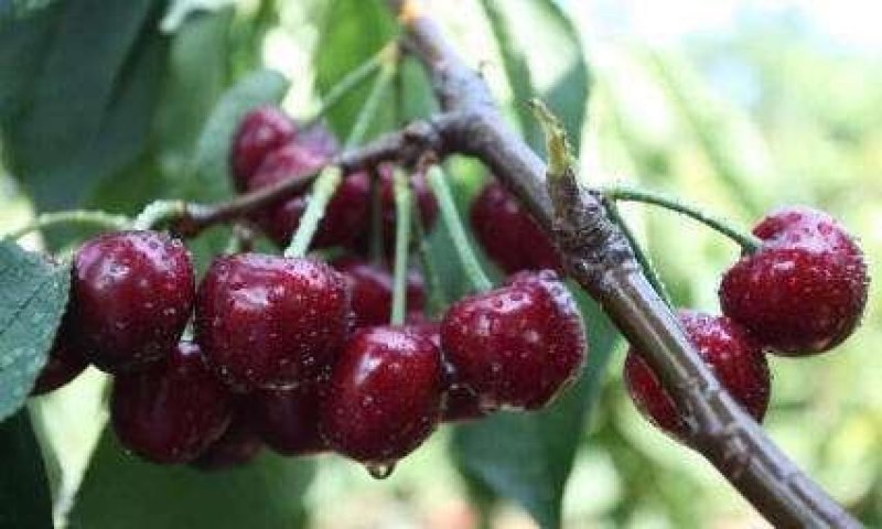 樱桃树苗俄罗斯8号美早砂蜜豆早大果