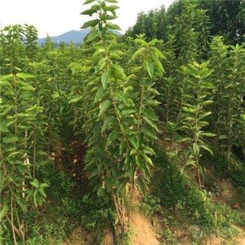 樱桃树苗俄罗斯8号美早砂蜜豆早大果