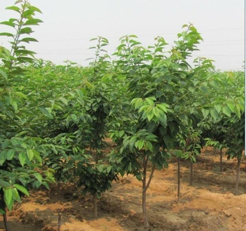 樱桃树苗俄罗斯8号美早砂蜜豆早大果