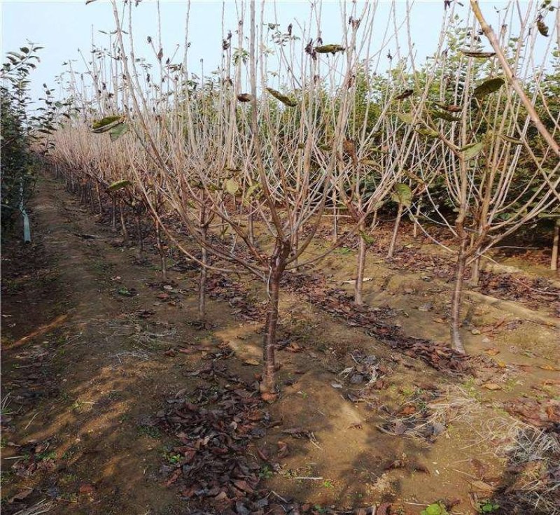 樱桃树苗俄罗斯8号美早砂蜜豆早大果