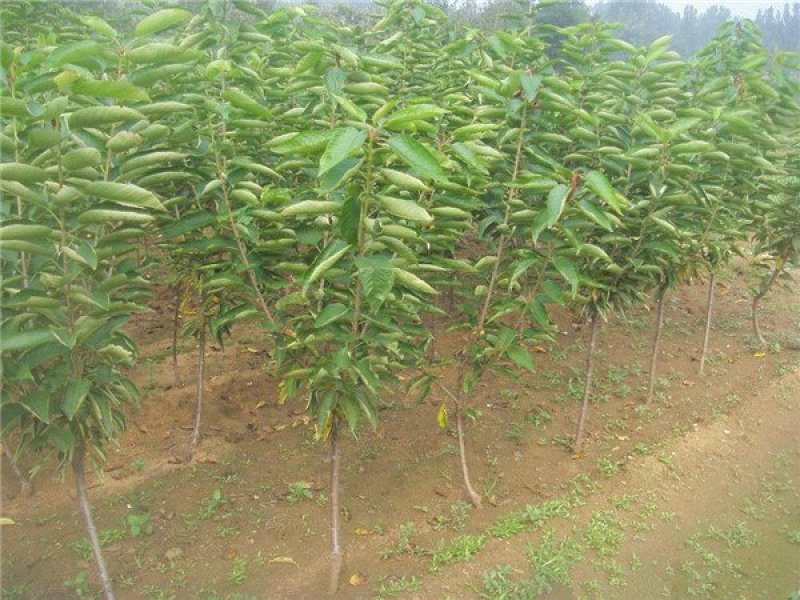 樱桃树苗俄罗斯8号美早砂蜜豆早大果