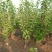 樱桃树苗俄罗斯8号美早砂蜜豆早大果
