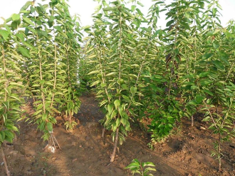 樱桃树苗俄罗斯8号美早砂蜜豆早大果
