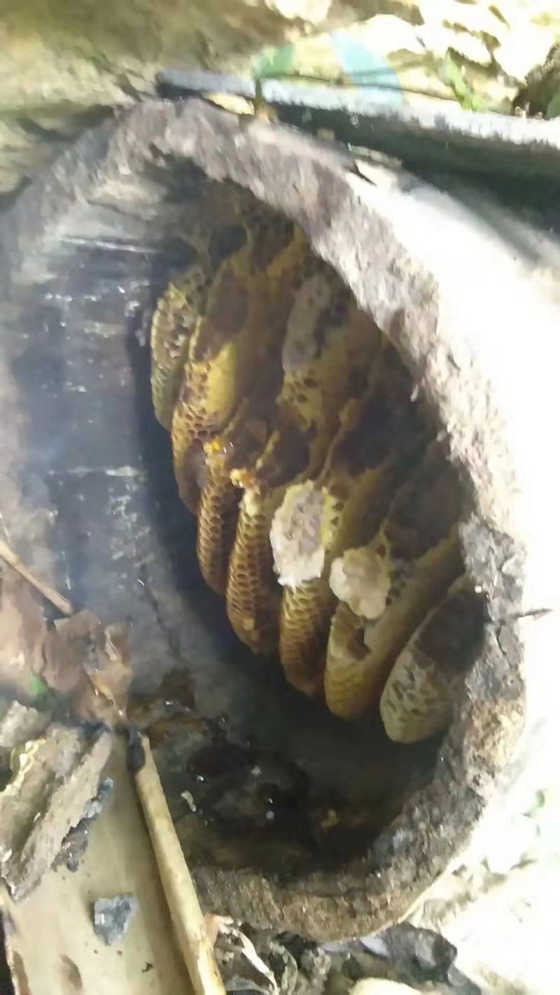 纯野生，小蜜蜂，蜂蜜，一手货源批发全国各地